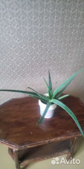 Комнатные цветы алоэ