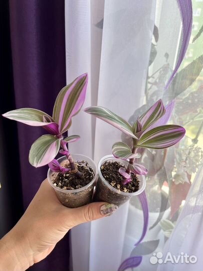 Традесканция Нанук - оригинал сорта