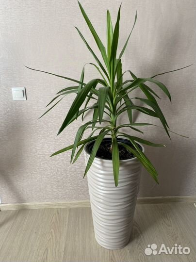 Пальма юкка