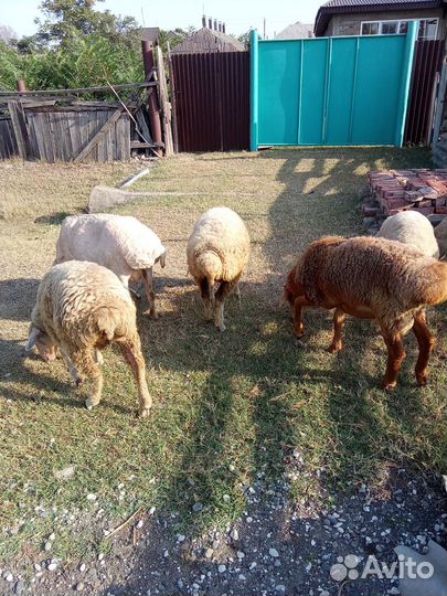 Овцы бараны