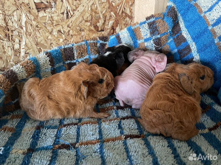 Морские свинки скинни и крестед