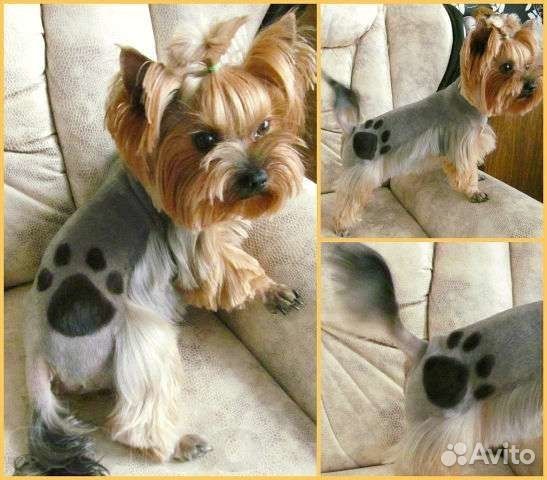 Стрижка собак и кошек. Ультразвуковая чистка зубов