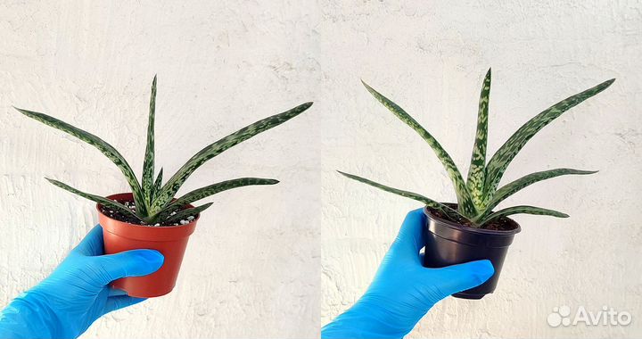 Гастерии разные суккуленты