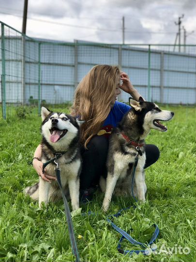 Выгул собак вечером, по выходным утром и вечером