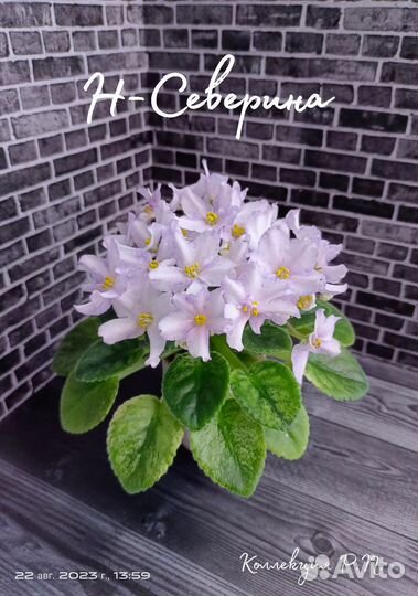 Мини и полумини фиалки