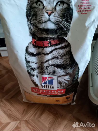 Кошачьи принадлежности