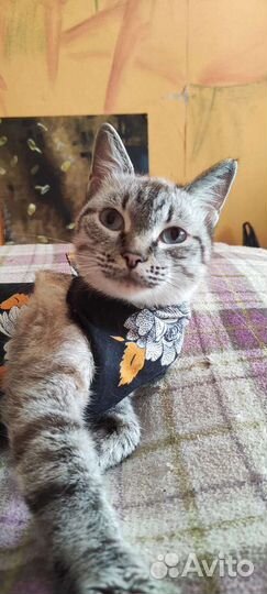 Кошка в дар бесплатно