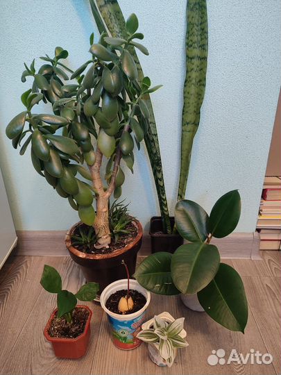 Домашние растения