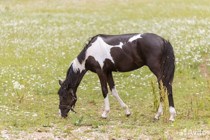 Постой для лошадей