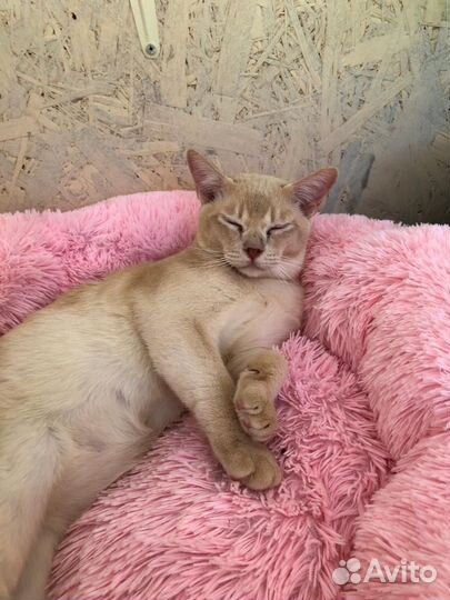 Бурманская кошка бесплатно