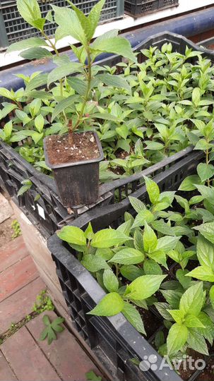 Ванила Фрейз гортензия