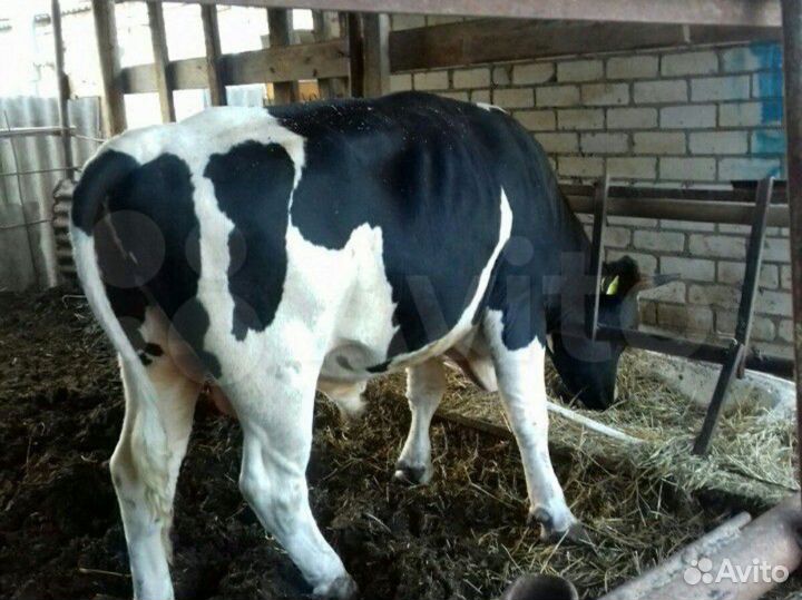 Бычки телята