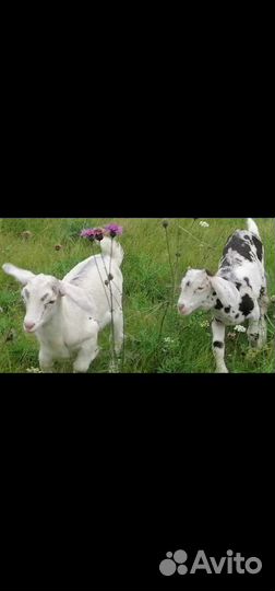 Козлик на племя