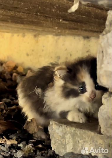 Котята ищут дом