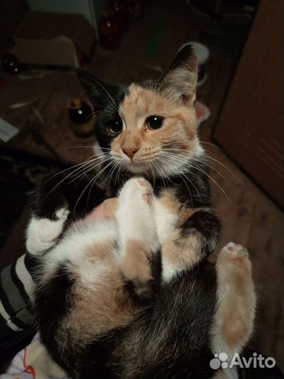 Котёнок трёхцветная