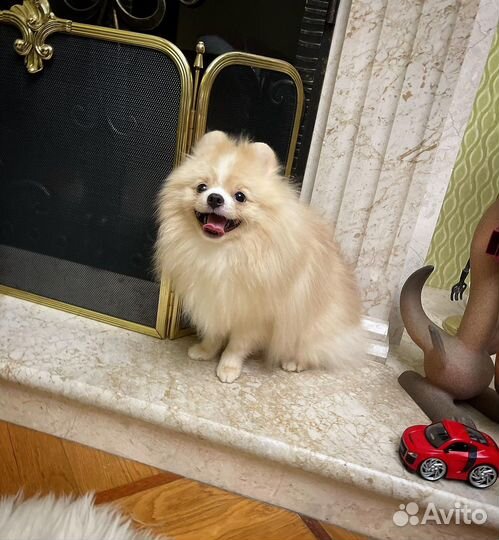 Шпиц мишка крем