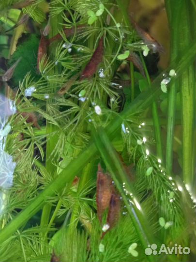 Аквариумные рыбки