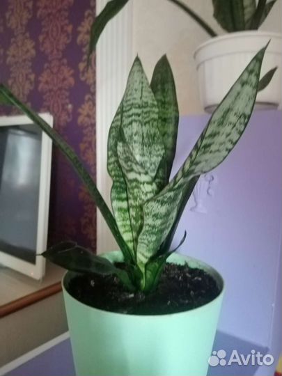 Комнатные цветы