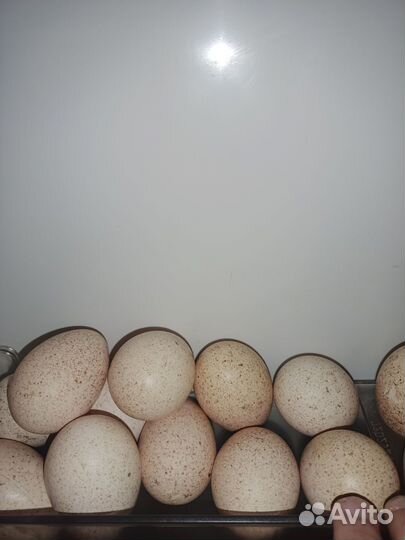 Индюшки домашние