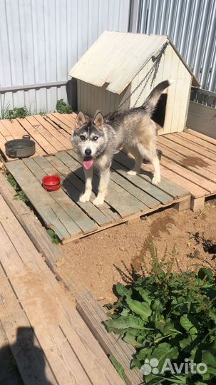 Метиз хаски Бетти