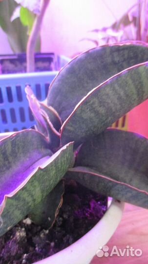 Сансевиерия Синус Симеорум