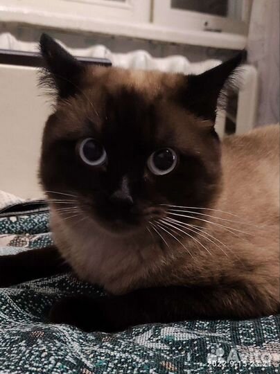 Сиамский кот. Вязка
