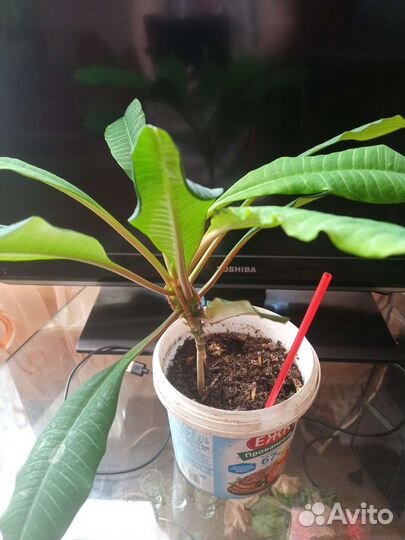 Комнатные цветы