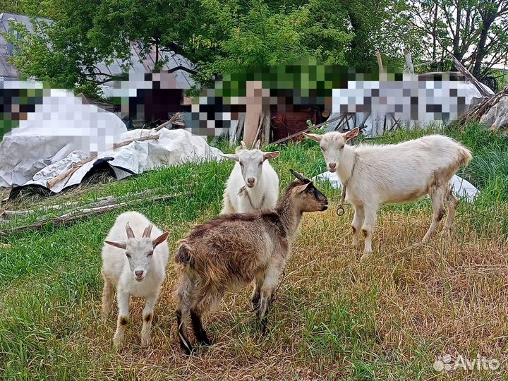 Козочка и козлята