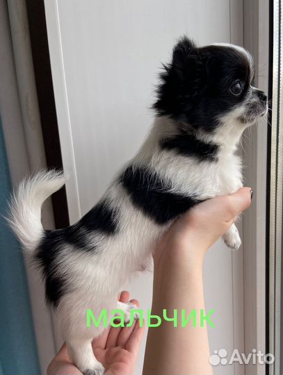 Чихуахуа