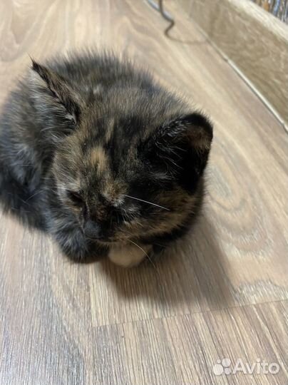 Котята в добрые руки даром