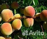 Персик «Сибиряк»