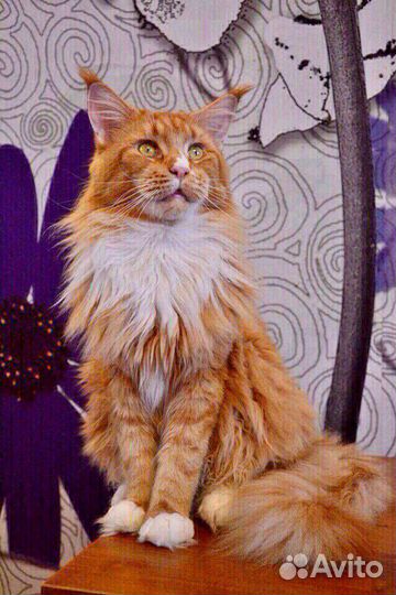 Котята Мейн куны