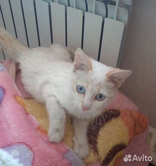 Сиамский котик