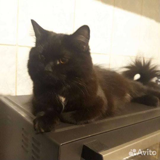 Кошка помесь британца в добрые руки