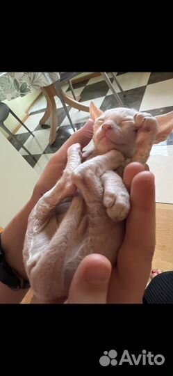 Кошка корниш рекс