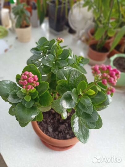 Цветы Каланхоэ в ассортимете