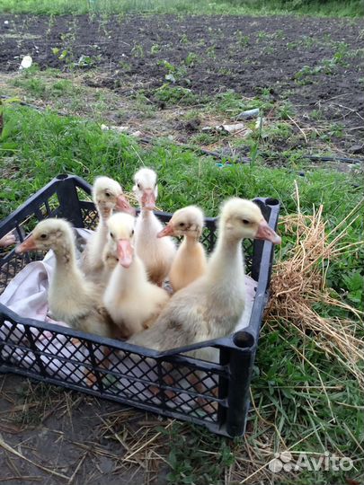 Домашние линды гусята