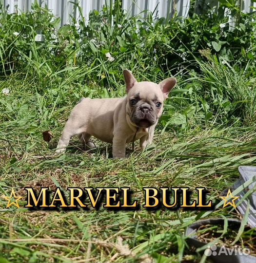 Французский бульдог