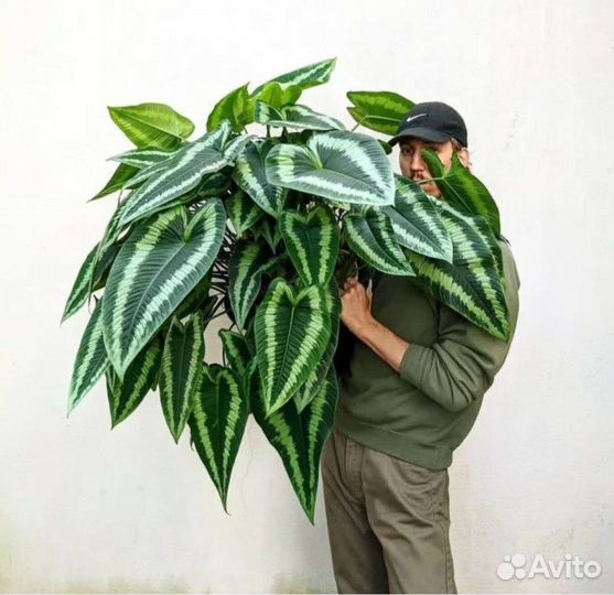 Шизматоглоттис