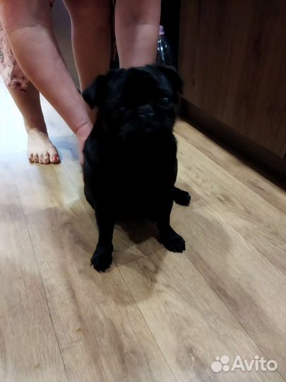 Вязка мопс мальчик