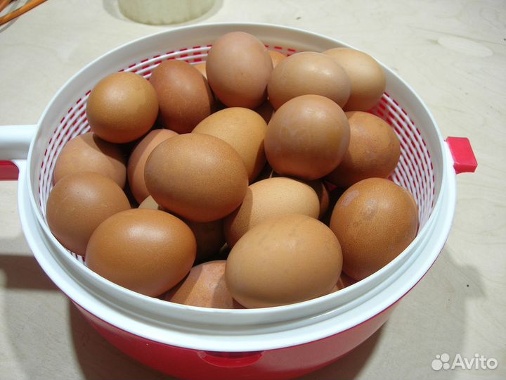 Домашние куриные яйца