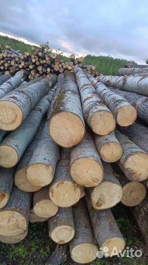 Лес кругляк осина