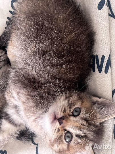 Отдам в добрые руки