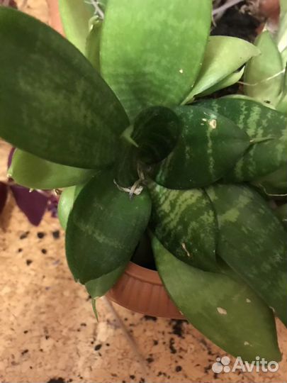 Сансевиерия (тещин язык)