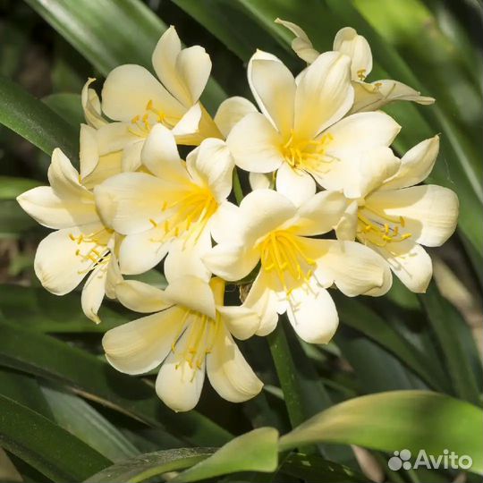 Кливия оранжевая,лососевая,красная,жёлтая,белая