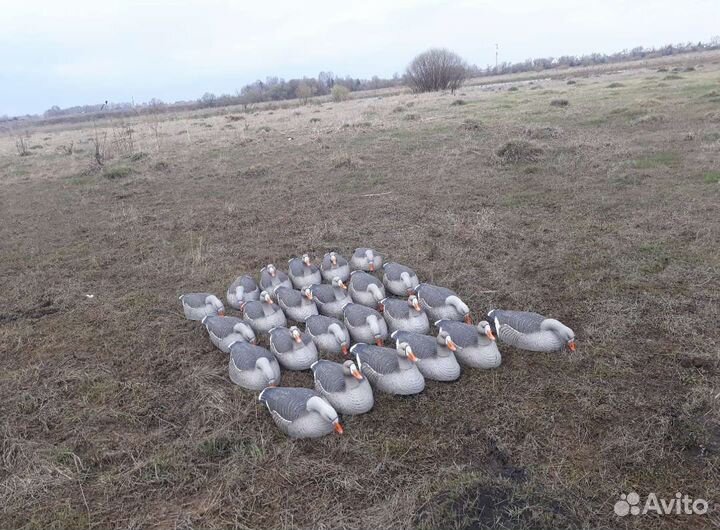 Профиля гусей гринхед