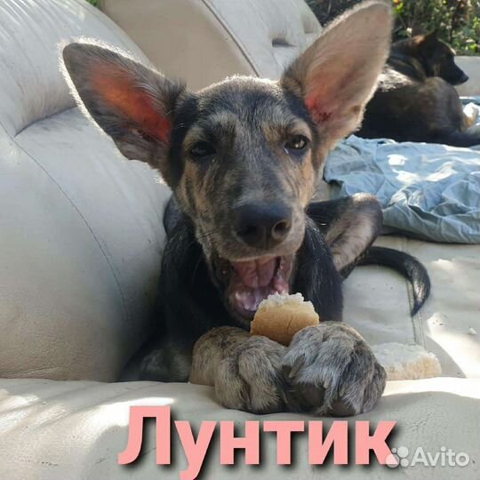 Собаки щенки бесплатно