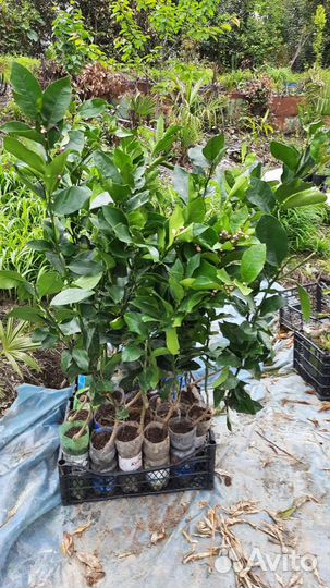 Саженцы цитрусовых