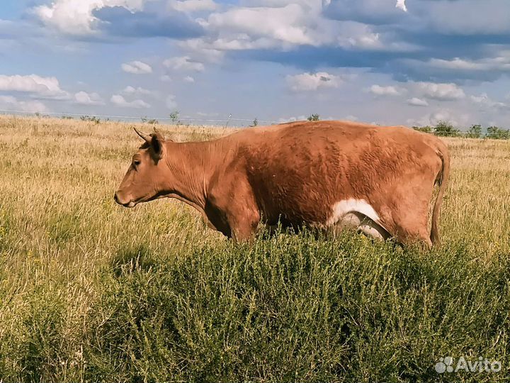 Быки на племя.корова телята.овцы.бараны