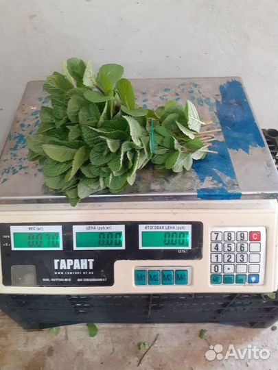 Мята свежая